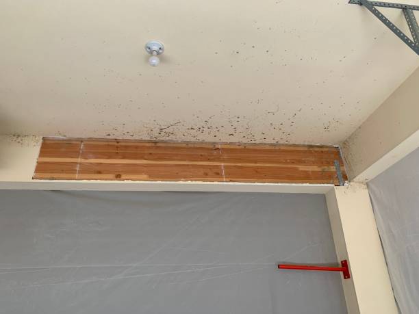 Professional Mold Inspection, Removal & Remediation in Wyoming, PA